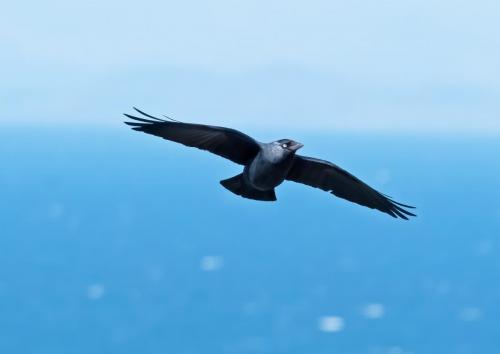 3 April 2023 St Bees, Cumbria - Jackdaw