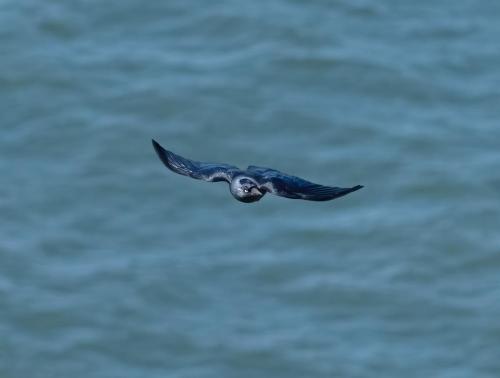 3 April 2023 St Bees, Cumbria - Jackdaw