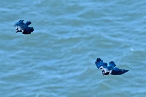 3 April 2023 St Bees, Cumbria - Jackdaws