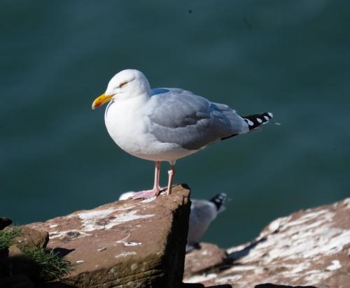 3 April 2023 St Bees, Cumbria - Herring Gull