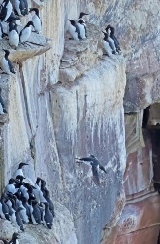 3 April 2023 St Bees, Cumbria - Guillimots