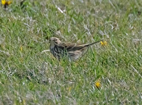 3 April 2023 St Bees, Cumbria - Meadow Pipit