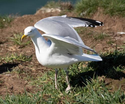 3 April 2023 St Bees, Cumbria - Herring Gull