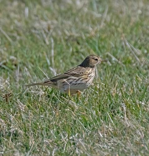3 April 2023 St Bees, Cumbria - Meadow Pipit