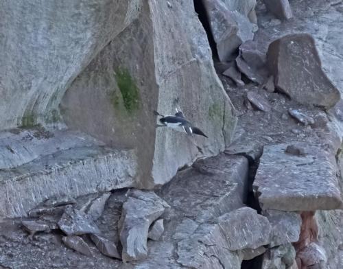 3 April 2023 St Bees, Cumbria - Guillimot