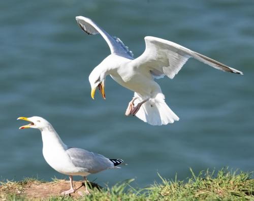 3 April 2023 St Bees, Cumbria - Herring gulls