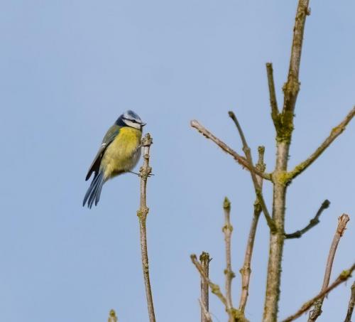 05 Feb 2023- Parkside Cumbria - Blue Tit