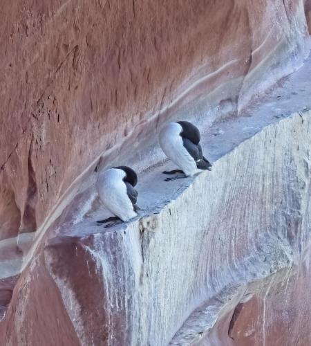 3 April 2023 St Bees, Cumbria - Razor Bills