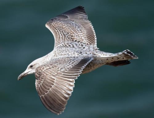 3 April 2023 St Bees, Cumbria - Juv Herring Gull