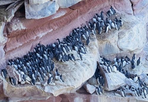 3 April 2023 St Bees, Cumbria - Guilliomot coloney