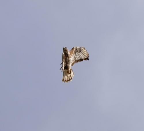 Buzzard