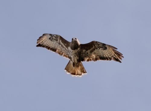 Buzzard
