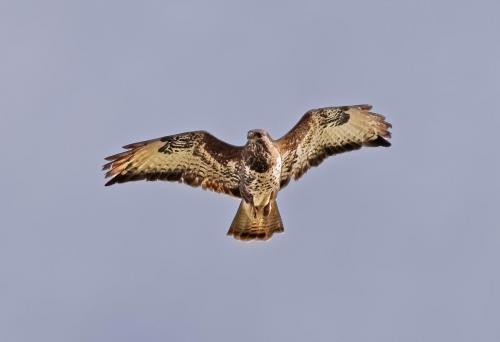 Buzzard
