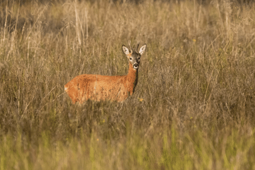 Roe Deer