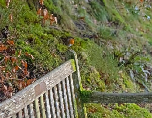 Robin on the bench by Wastwater