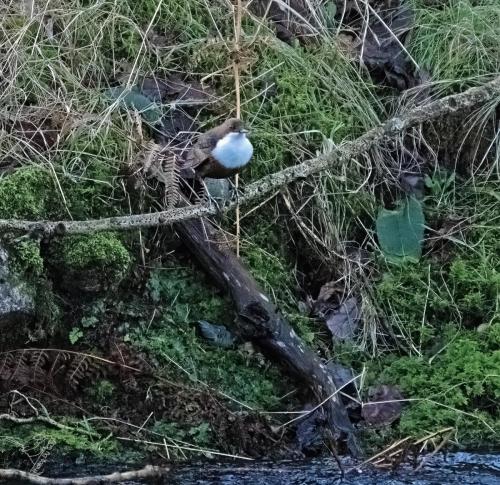 Dipper onthe river irt