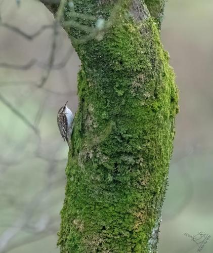 Tree creeper Wasdale