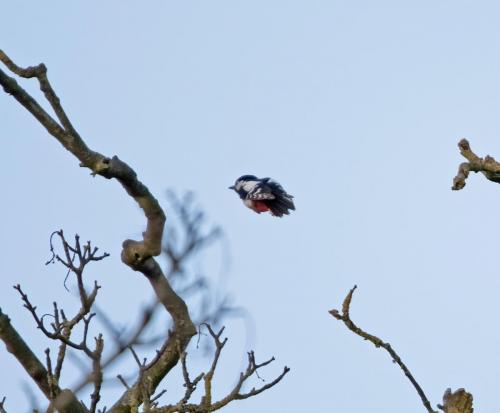 Greater Spotted Woodpecker