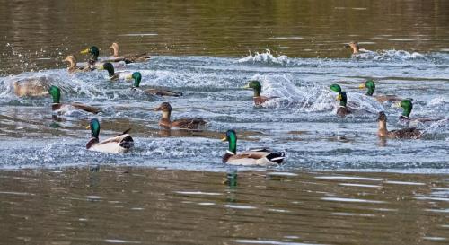Mallards