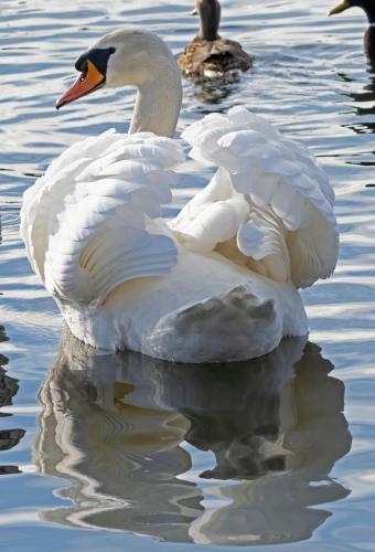 Mute Swans