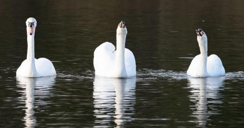 Mute Swans
