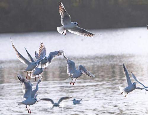 black headed gulls