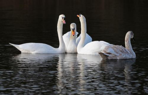 Mute Swans