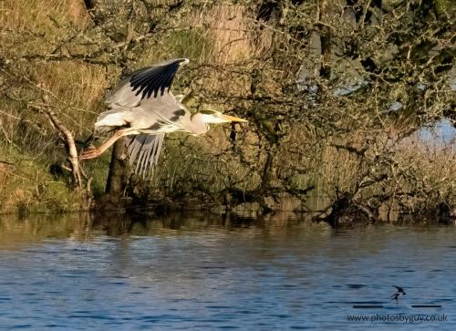 Grey Heron, Parkside Pond, Cleator Moor