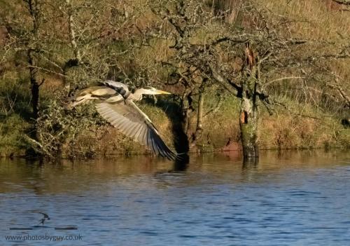 Grey Heron, Parkside Pond, Cleator Moor