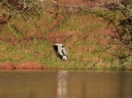Grey Heron, Parkside Pond, Cleator Moor