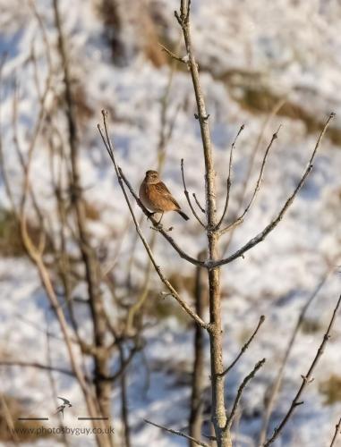 Ennerdale, Cumbria 16.01.23 - Female Stonechat