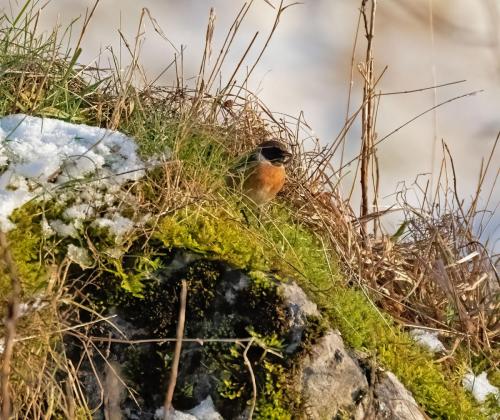 Ennerdale, Cumbria 16.01.23 - Stonechat