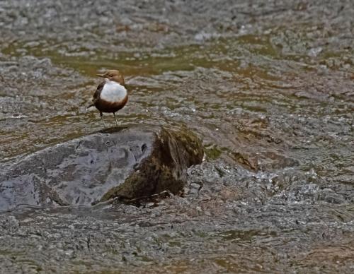 11 feb 2023 - Calder Abby, Cumbria - Dipper