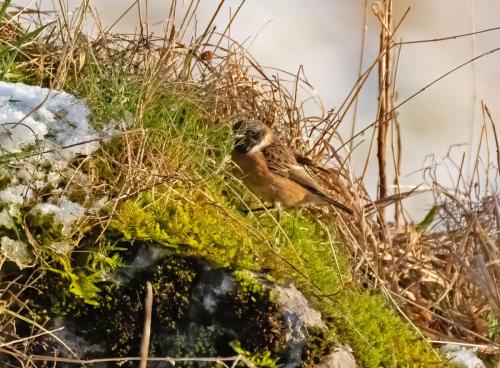 Ennerdale, Cumbria 16.01.23 -Stonechat