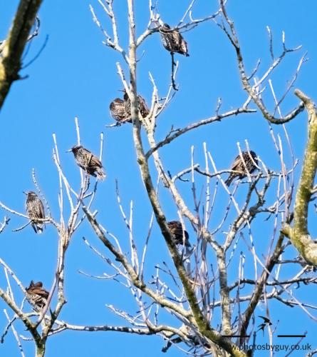 Ennerdale, Cumbria 16.01.23 Starlings and Red Wings