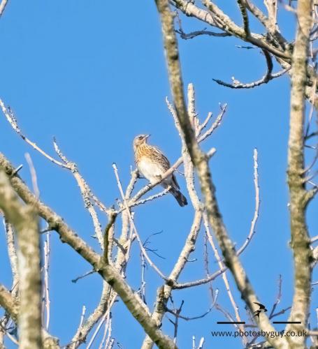Ennerdale, Cumbria 16.01.23 - Redwing