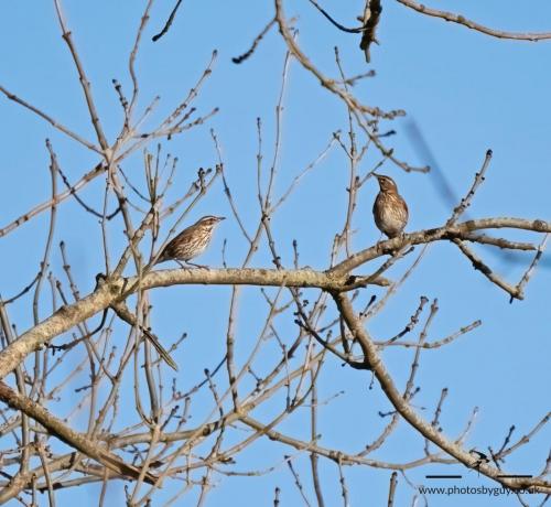 Ennerdale, Cumbria 16.01.23 - Red Wings