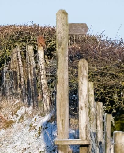 Ennerdale, Cumbria 16.01.23 - Kestrel