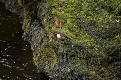 11 feb 2023 - Calder Abby, Cumbria - Dipper
