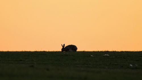 Evening Hare