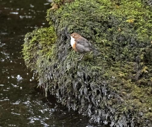 11 feb 2023 - Calder Abby, Cumbria - Dipper