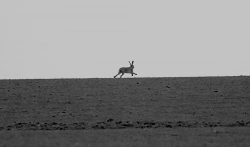 Lone Hare
