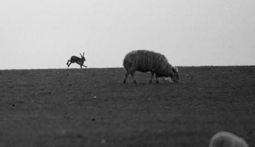 Hare and Ewe