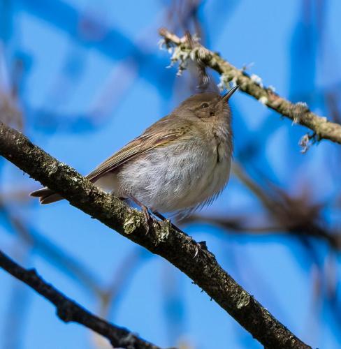 05 Feb 2023- Parkside Cumbria -Garden Warbler