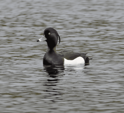 15 Feb 2023, Parkside, Cumbria -Tufted Duck on the pond