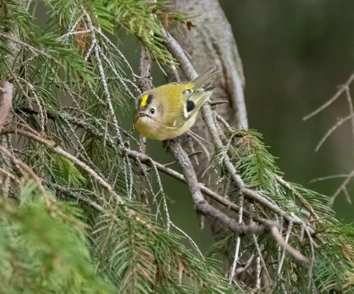 12 Feb 2023 - Holehird Gardens, Windermere -Goldcrest