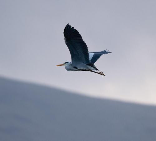 Grey Heron
