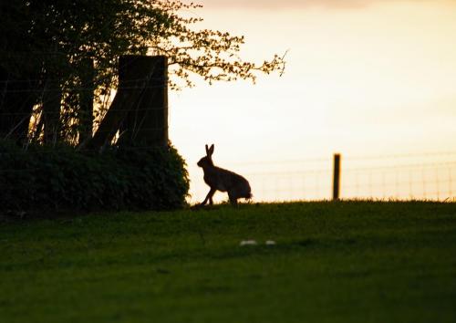 Evening Hare