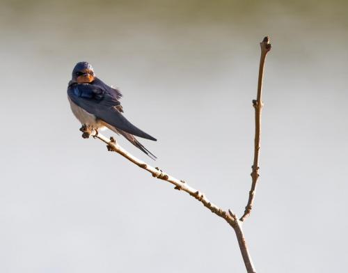 Perched Swallow
