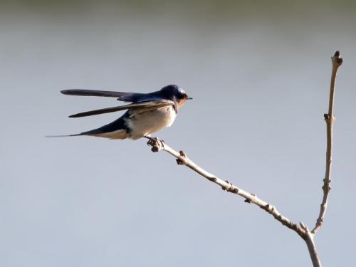 Perched Swallow